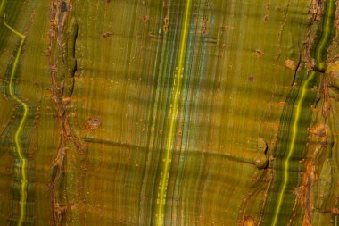 Damarları ve renkleri olan yeşil ağaç gövdesi dokusu