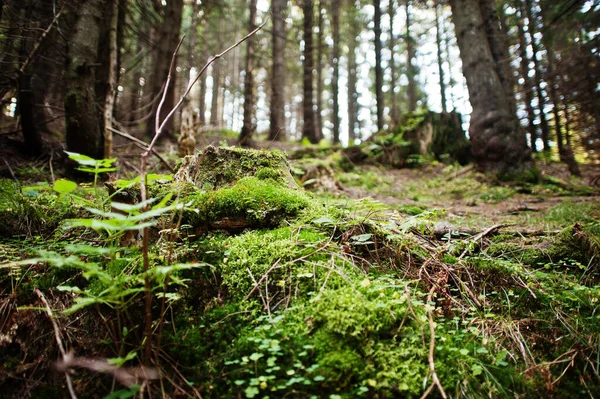 树桩上覆盖着苔藓 在针叶林中 美丽的风景 喀尔巴阡山脉 — 图库照片