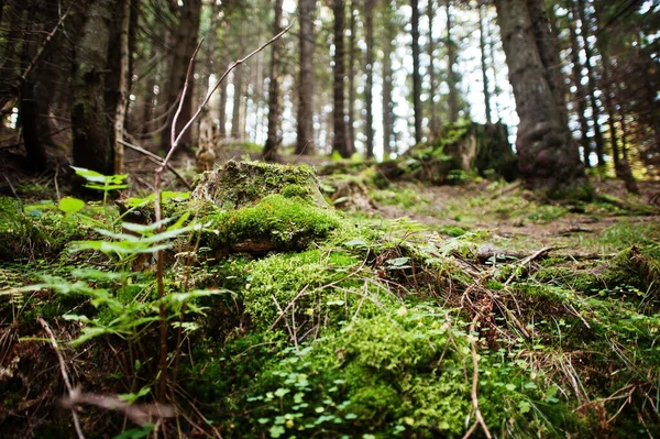 Tocón Árbol Cubierto Musgo Bosque Coníferas Hermoso Paisaje Montañas Cárpatas —  Fotos de Stock