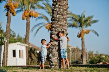 Türkiye 'de iki kardeş palmiyelere karşı başvurdu.