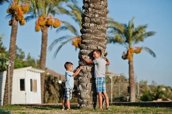 Türkiye 'de iki kardeş palmiyelere karşı başvurdu.