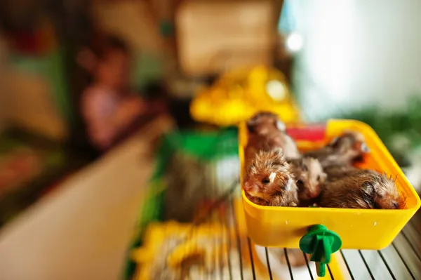 Animaux Préférés Hamsters Cage — Photo