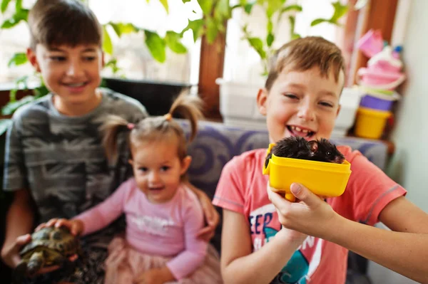 Gyerekek Fogják Kedvenc Háziállataikat Gyerekek Játszanak Hörcsög Teknős Otthon — Stock Fotó