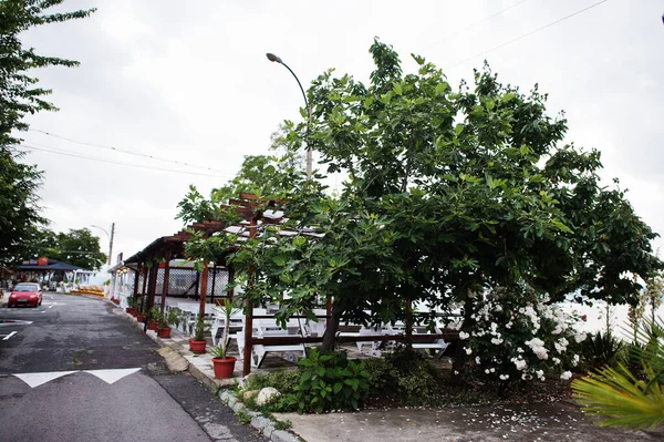 Fig Trees Nesebar Bulgaria — стоковое фото