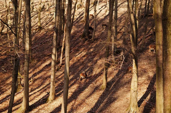 Cervos Roe Floresta Primavera Adiantada — Fotografia de Stock