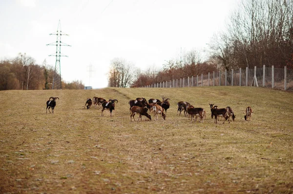 Chevreuils Béliers Début Printemps Parc Obora Holedna Brno République Tchèque — Photo