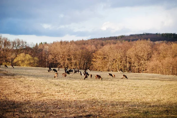 Chevreuils Béliers Début Printemps Parc Obora Holedna Brno République Tchèque — Photo