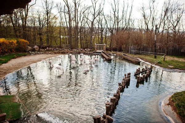 Stado Różowych Flamingów Stawie Zoo — Zdjęcie stockowe
