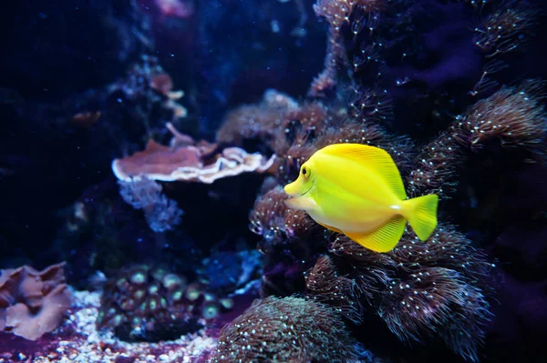 Yellow tang is a saltwater fish species of the family Acanthuridae at aquarium.