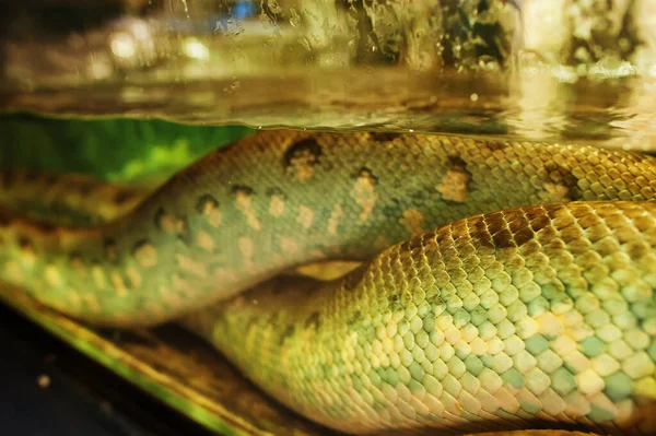 Água Anaconda Boa Serpente Aquário — Fotografia de Stock