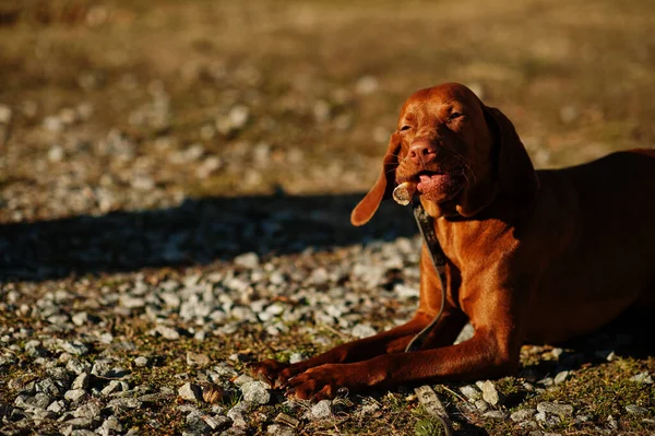 Hungarian Vizsla Dog Eat Bone Outdoor — Photo