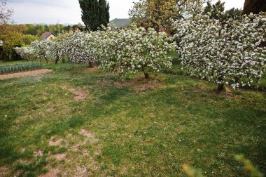 Spring trees near country house with garden.