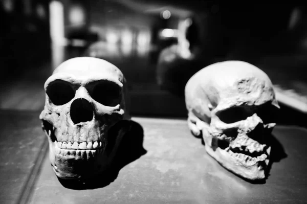 Two skulls in a raw showing humans evolution at museum.