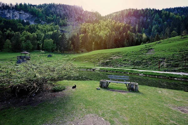 Avusturya Daki Untertauern Yaban Parkında Yeşil Çimlerin Üzerinde Tavşan — Stok fotoğraf