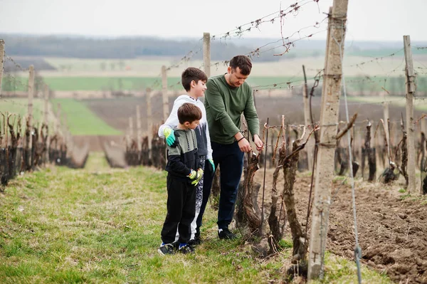 Father with two sons working on vineyard.