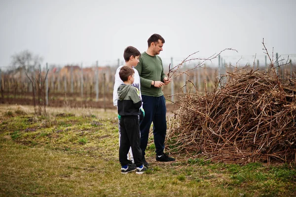 Father with two sons working on vineyard.