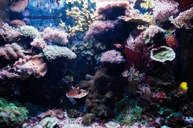 Palyaço balığı ya da anemonik, akvaryumdaki Amphiprioninae alt familyasından balıklar.