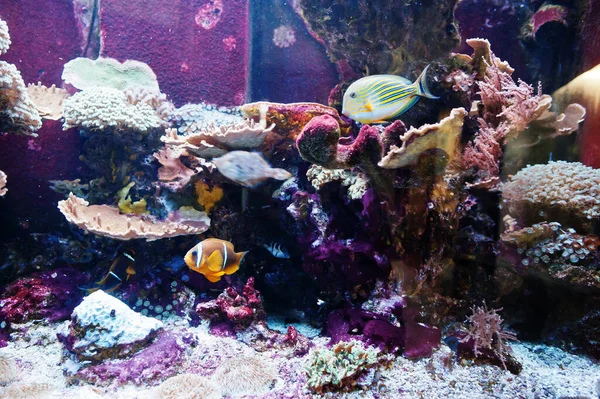 Klownfish Lub Anemonefish Ryby Podrodziny Amfiprioninae Akwarium — Zdjęcie stockowe