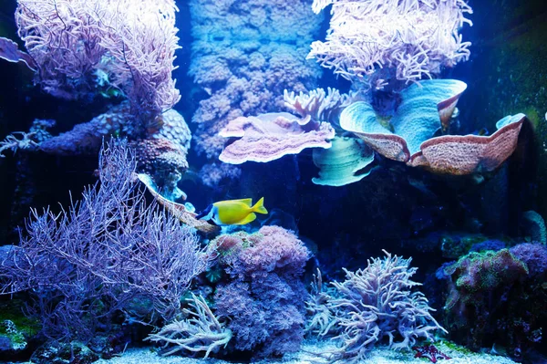 Yellow tang is a saltwater fish species of the family Acanthuridae at aquarium.