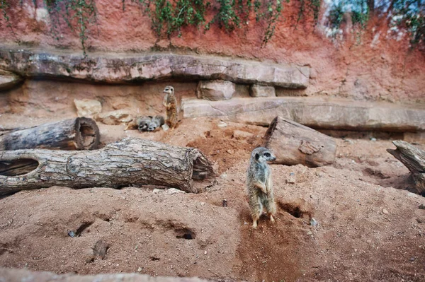 Family Meerkats City Zoo — Stock Photo, Image