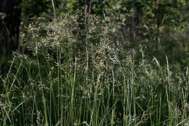 Ormanla çevrili bir yaz sabahı eğri büğrü bir dans. Rüzgar eser, güneş parlar, doğanın taze kokusu her yerde titreşir. Kuşlar ötüyor. Ve yeşil, yeni büyümüş insanlar birbirlerine bakıyorlar..