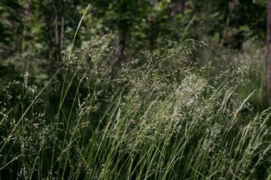 Rüzgâr yerden yüzlerce yeşil kıvrım savurmaya çalışıyor. Vurgun yiyorlar ve rüzgarın yeşil uzun otlarla birlikte esmesini sağlıyorlar. Her şey sıcak ve güneşli bir yaz sabahında ormanda olur. Ağaçlar dik duruyor..