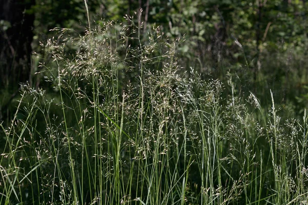 Ormanla çevrili bir yaz sabahı eğri büğrü bir dans. Rüzgar eser, güneş parlar, doğanın taze kokusu her yerde titreşir. Kuşlar ötüyor. Ve yeşil, yeni büyümüş insanlar birbirlerine bakıyorlar..