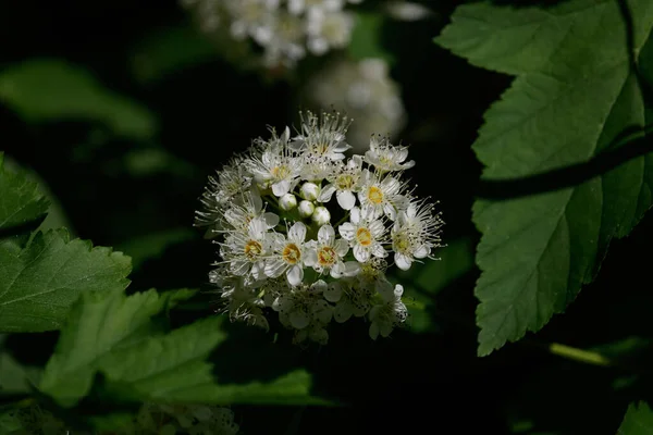 Uma Flor Branca Com Centenas Inteligentes Pequenas Flores Brancas Com — Fotografia de Stock