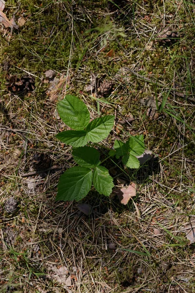 Folha Crescerá Musgo Tem Três Folhas Verdes Natureza Intocada Musgo — Fotografia de Stock