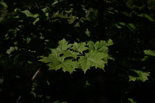 Sun Has Revealed Magical Secret Forest Illuminated New Maple Leaves — Stock Photo, Image