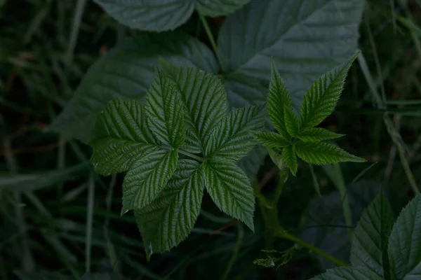 Zielona Roślina Liściasta Głębin Lasu Noszą Sobie Tajemnicę Wydarzeń Leśnych — Zdjęcie stockowe