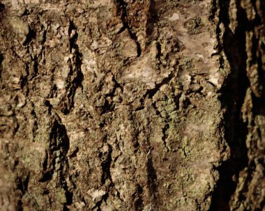 Yüz yıldan daha eski bir ağaç kabuğu. Pürüzlüdür ve farklı dokulardan ve gri, siyah renklerden oluşur. Bagajın kabuğu çatlamış ve büyük miktarda bilgi depolamış..