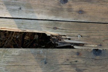 Kırık, eski tahta ve çiviler. Tahtaların arasında çürümüş toprağa açılan bir delik. Eski iğneleri ve karanlığı görebilirsin. Ahşap doku.