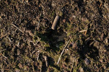 Denize kıyıya vuran atıklar. Eski, çürük yosun, deniz kabukları, taşlar, dallar ve her türlü doğal yetenek. Doğal bir halıyı andırıyor. Her çeşit ağaç dalı..