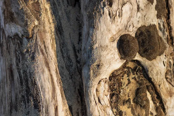 Peinture Nature Magique Fond Très Élégant Pour Les Écologistes Tronc — Photo