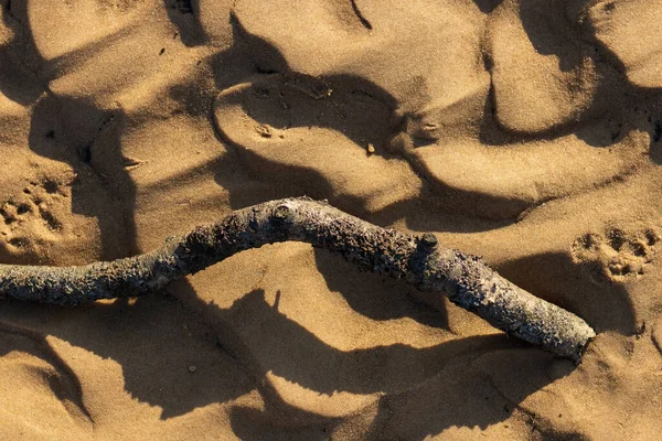 Una Rama Vieja Áspera Árbol Caído Arena Dorada Del Mar —  Fotos de Stock