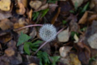 Yalnız bir karahindiba, sonbaharın temiz havasının tadını çıkaran son kişi. Yukarı doğru uzanıyor. Beyaz, tüylü karahindibanın altında çimen ve çürük yapraklarla dolu bulanık bir arka plan var..