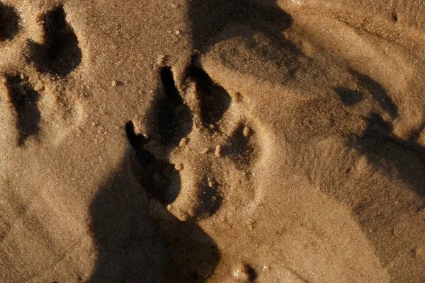 Відбиток Собаки Золотому Жовтому Брудному Пляжному Піску Нога Занурена Утворює — стокове фото