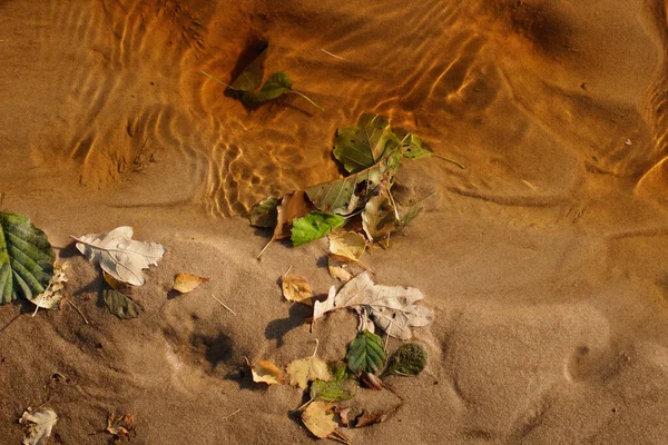 軽度の自然障害 砂の中に黄色の小石は さまざまな色の秋の葉が水の中に落ちている 水の中の風は影と小さな波を形成する — ストック写真