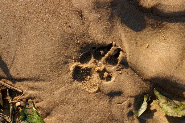はっきりと黄色と湿った海の砂の上に犬の足の印刷物 古い秋は端に残します 太陽は砂の中で輝いている 砂の粒が輝いている — ストック写真