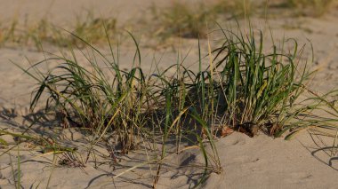 Yeşil renkli çimenler, kumsalın altın sarısı kumlarında rüzgarda süzülür. Yeryüzünden gökyüzüne doğru kaçmaya çalışıyor. Nasıl bir kader olacağı bilinmiyor..