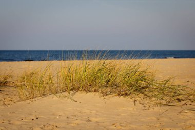 Deniz kıyısında, altın kumda hafifçe solmuş bir ot kümesi. Rüzgar çimenleri hareket ettiriyor, lacivert deniz ufku olukta bulanıklaşıyor. Vignette 'li doğa fotoğrafları.