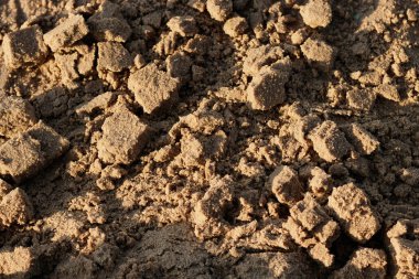 Islak, pürüzsüz ve altın sarısı, kumsal kumsalı, güneş ışığı gölgeleri oluşur. Ezilmiş tatlı halvayı anımsatıyor. Sonbaharın tatlı, yumuşak kıvamında ve tazeliğinde.