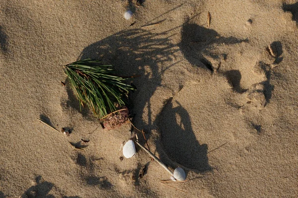 ビーチの雰囲気 緑の針葉樹の枝 3つの雪の白い貝殻は 太陽が砂の中に輝いて 影を作成します 海の砂の黄色 黄金と乾燥 — ストック写真