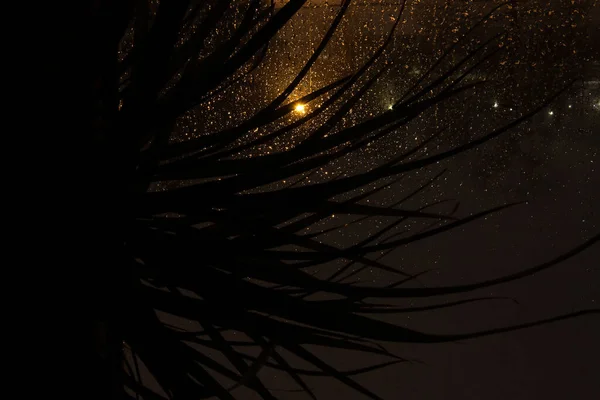 外の嵐は終わり 夜の闇は空を乗っ取っています 窓ガラスに降る雨は何百万もの星に似ていますが 提灯や他の惑星に似ています 手前のヤシの葉の影 — ストック写真
