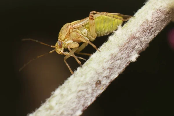 Detailní Záběr Lygusového Brouka — Stock fotografie