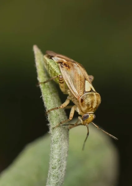 Eine Nahaufnahme Von Lygus Bug — Stockfoto