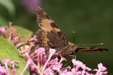 Avrupa tavus kuşu kelebeği