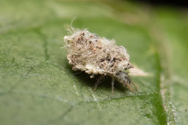 Lárva Közönséges Zöld Lacewing Egy Levélen — Stock Fotó