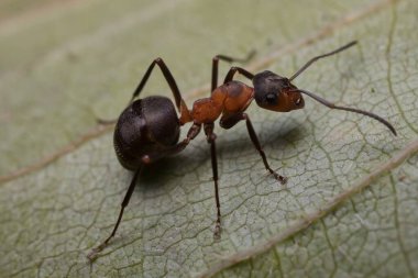 Formica polikteni savunma pozisyonunda